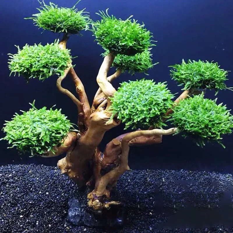 Planted Aquarium Without Fish - Dekoracja do akwarium: rośliny, mech, drzewko,