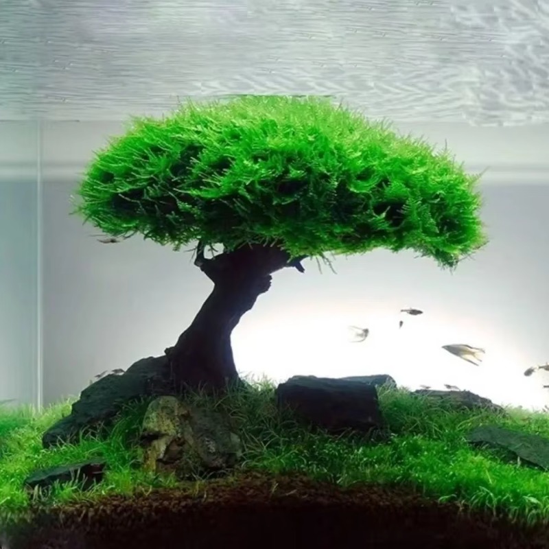 Planted Aquarium Without Fish - Roślina akwariowa Moss Tree Decoration Landscaping
