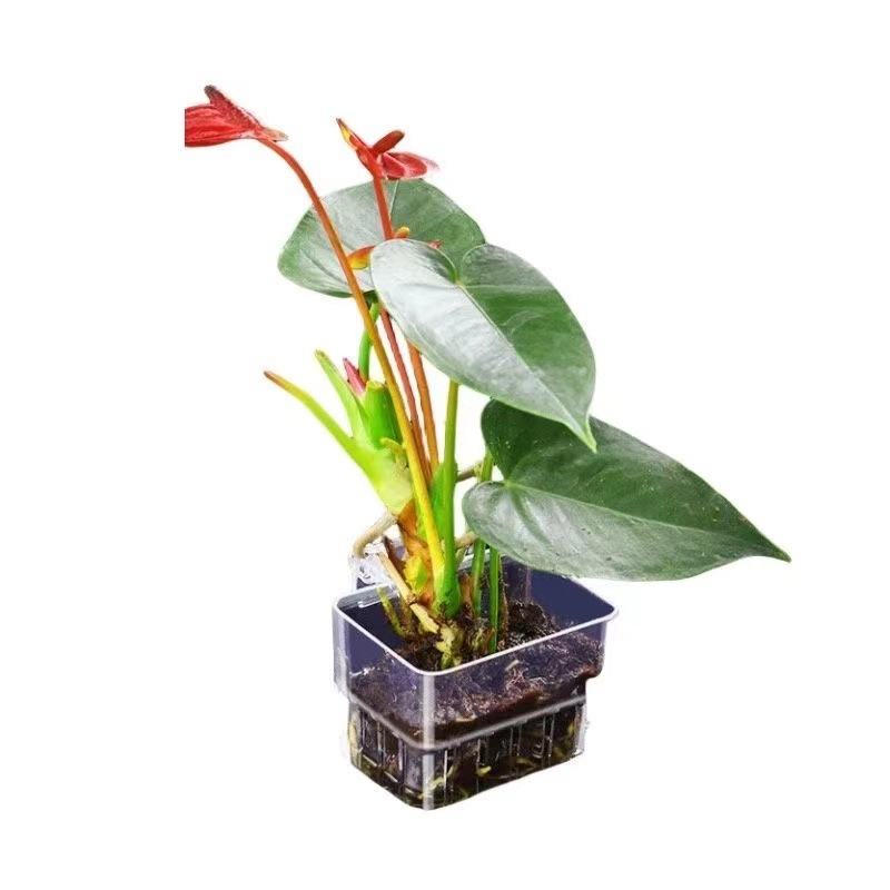 Kosz do hydroponicznego uprawi – Aquarium Plant Grass recenzja i cena